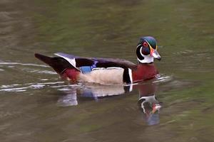 Reflection of Wood Duck on pond photo