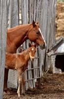 Mare and foal behind board fence photo