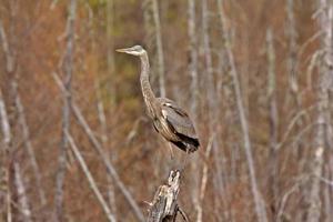 Great Blue Heron perched on tree stump photo