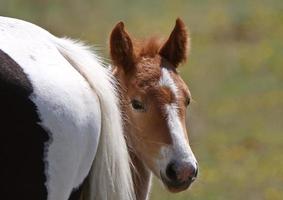 Foal hiding behind its dam photo