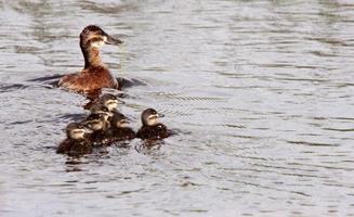 Hen and ducklings swimming in roadside pond photo