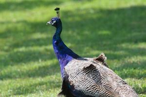 Close up of peacock photo