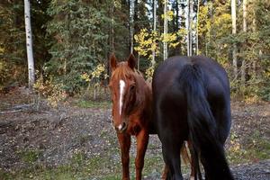 Range horses along British Columbia road photo