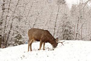 Mule Deer buck grazing in winter photo