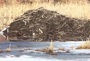 Beavers Working Lodge Saskatchewan Canada photo