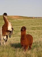 llama enojada en pastos de primavera en saskatchewan canadá foto