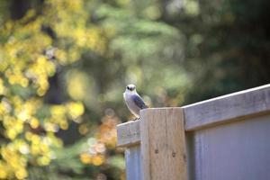 Gray Jay perched on sign photo