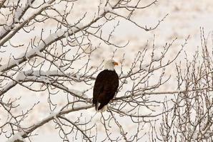 águila calva encaramado en el árbol foto