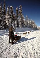 carreras de trineos tirados por perros en alberta foto