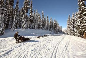 Dogsled racing in Alberta photo