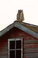 Great Horned Owl fledgling on roof photo