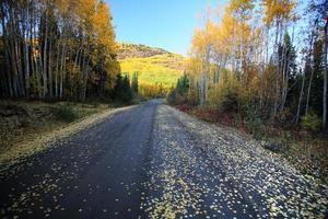 Autumn colors along Northern British Columbia road photo