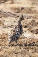 urogallo superado saskatchewan canadá foto