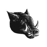 razorback head woodcut vector