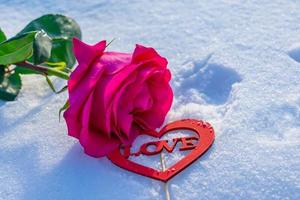 A beautiful tender rose lies in the snow warming feelings photo