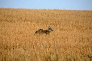 joven coyote en un campo de saskatchewan foto