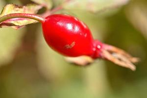 Rose Hip berry in scenic Alberta photo