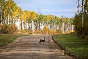 White tailed doe on forest road in fall photo