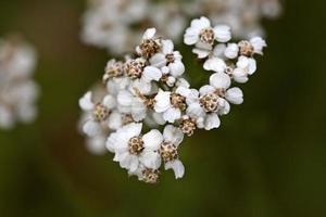 Wildflowers in scenic Alberta photo