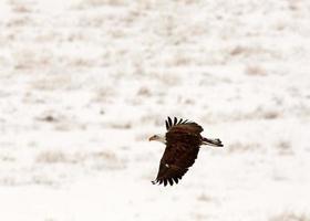 águila calva en vuelo foto