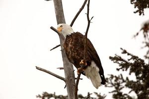 Bald Eagle perched in tree photo