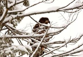 Bald Eagle perched in tree photo