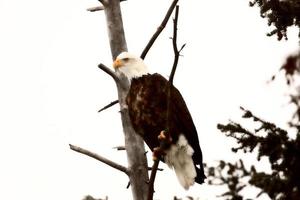 águila calva encaramado en el árbol foto