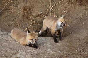 Two Red Fox pups outside their den photo