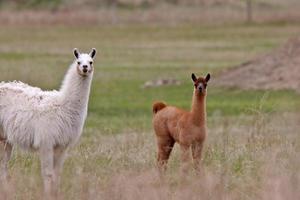 Adult and young lamas in Saskatchewan pasture photo