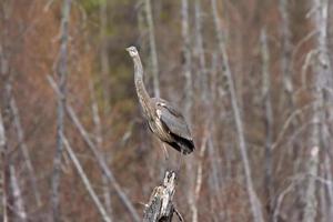 Great Blue Heron perched on tree stump photo