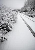 Winter day in the Cypress Hills of Saskatchewan photo