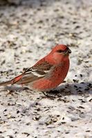 Pine Grosbeak in Winter photo