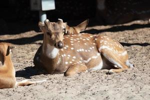 Ciervo manchado y eje. mamífero y mamíferos. mundo terrestre y fauna. fauna y zoología. foto