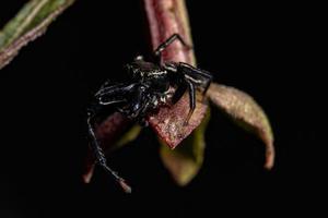 Adult Male Jumping Spider photo