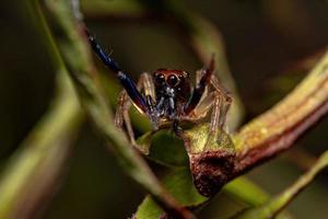 Adult Male Jumping spider