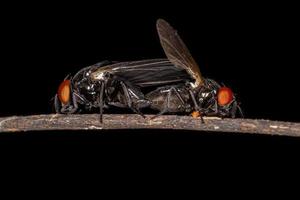 Adult Brachyceran Flies photo