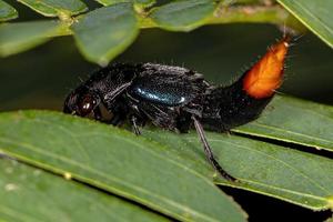 Adult Rove Beetle photo