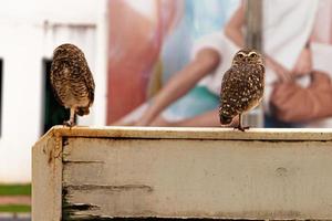 Two Burrowing Owls photo