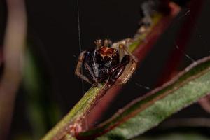 Adult Male Jumping spider