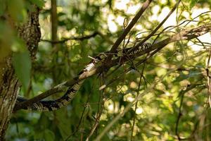 serpiente de pollo negra y amarilla foto