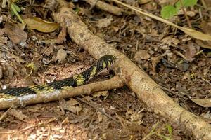 Black and yellow Chicken Snake photo