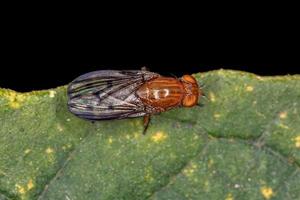 Adult Acalyptrate Fly photo