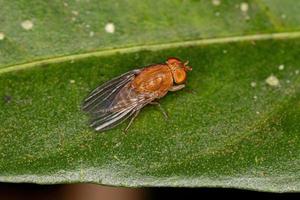 Adult Acalyptrate Fly photo