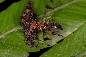 Adult Signal Fly photo