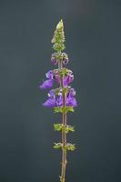 Woolly Plectranthus Plant photo