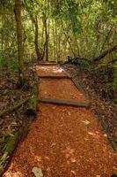 trail path through a forest photo