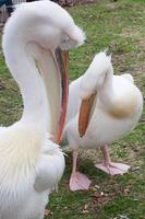 Cute pelicans in a public park. London