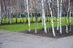 Park with grass and young trees in a row. London photo