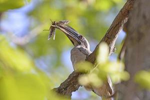 Indian Grey Hornbill with a Grasshopper in its Bill photo