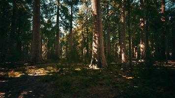 árbol secoya en el parque nacional de yosemite foto